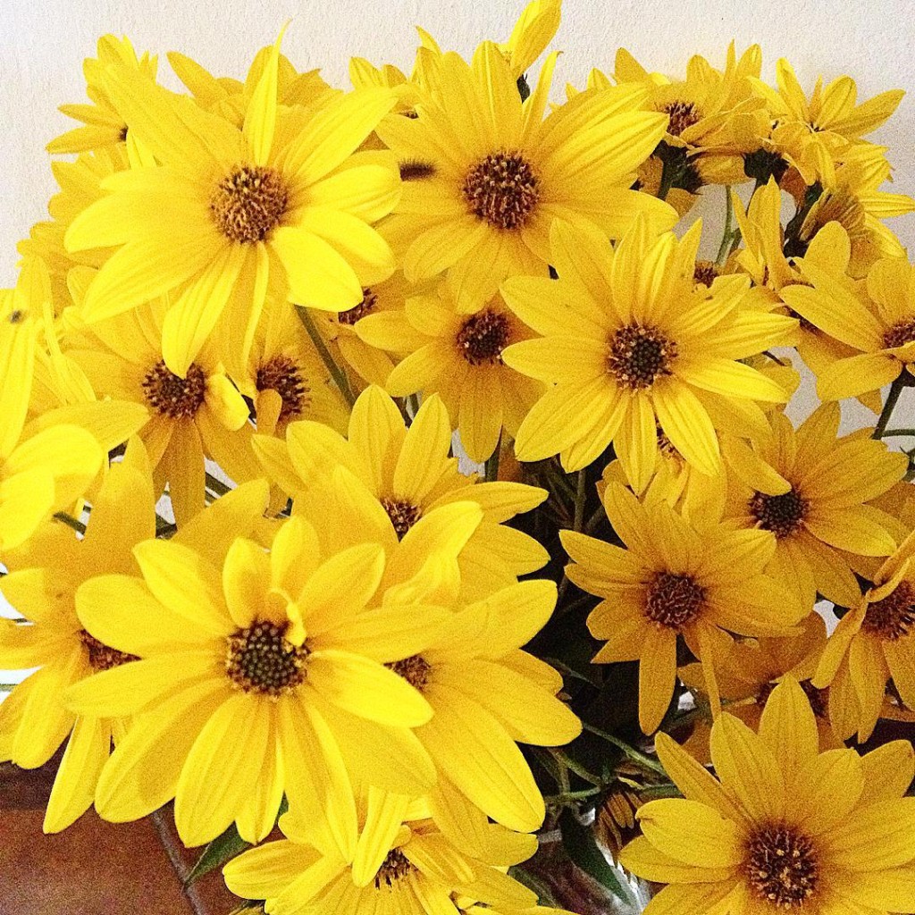 Yellow power #fall #flowers #igers #igersitaly #igersmodena #igersbologna #igersemiliaromagna #lifestyle