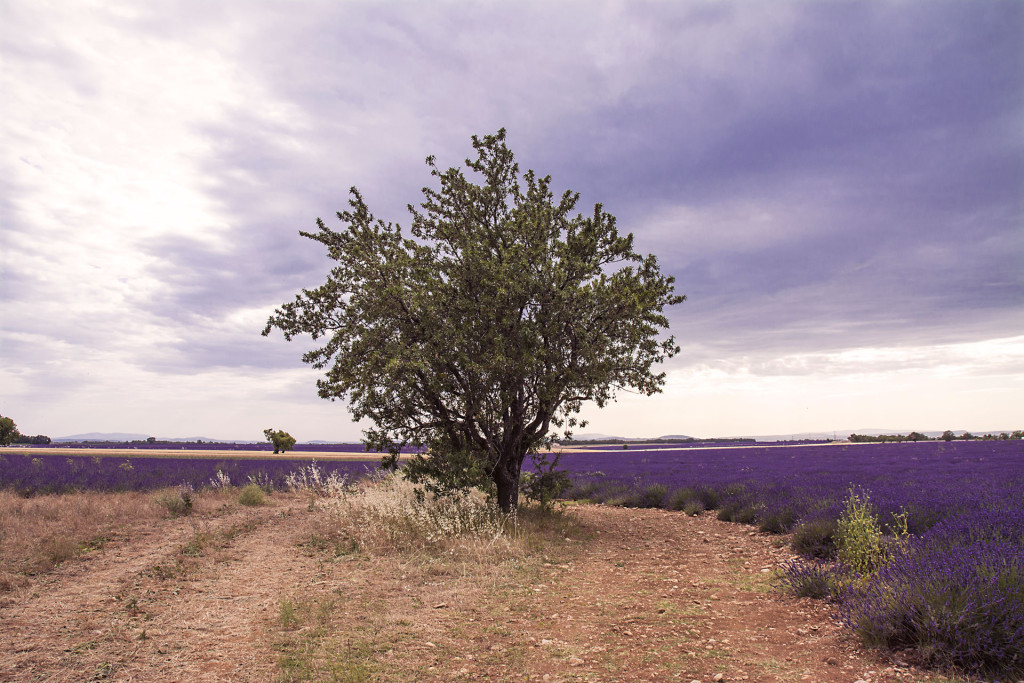 Valensole2-lug-2016_050716_4113