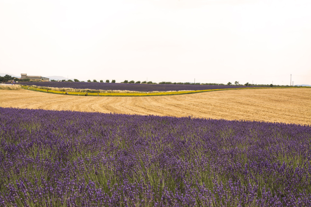 valensole1-lug-2016_050716_4101