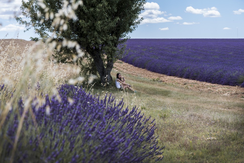 campi lavanda io