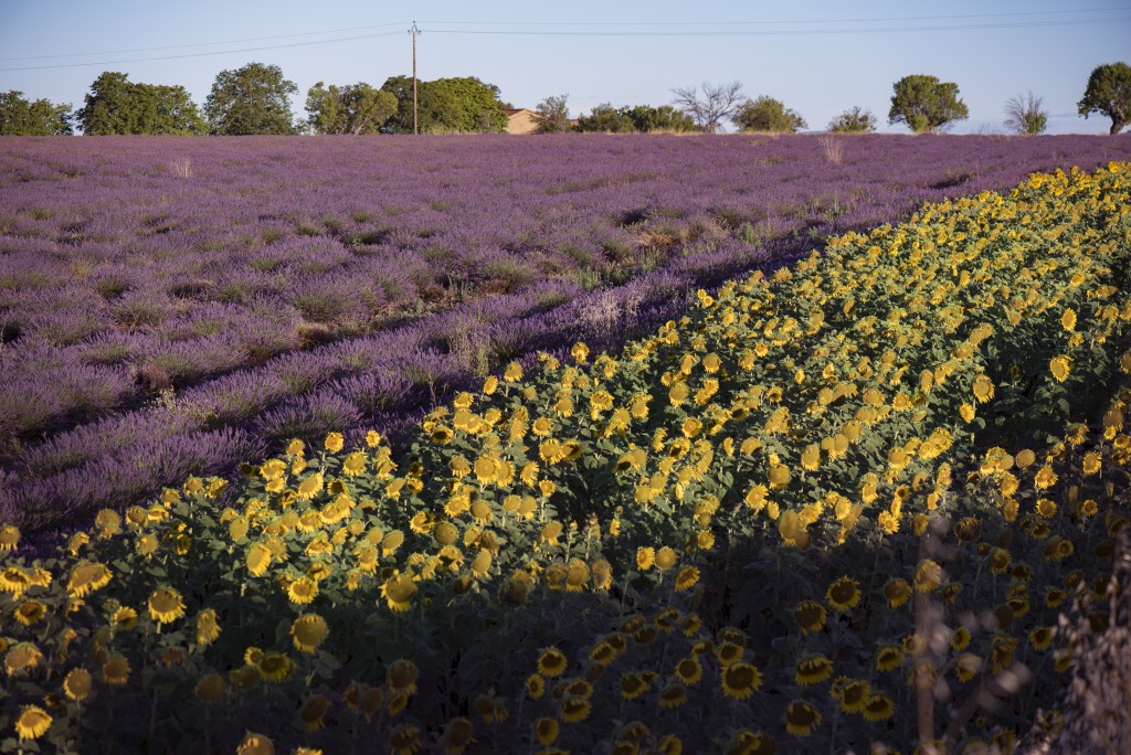 lavanda e girasoli