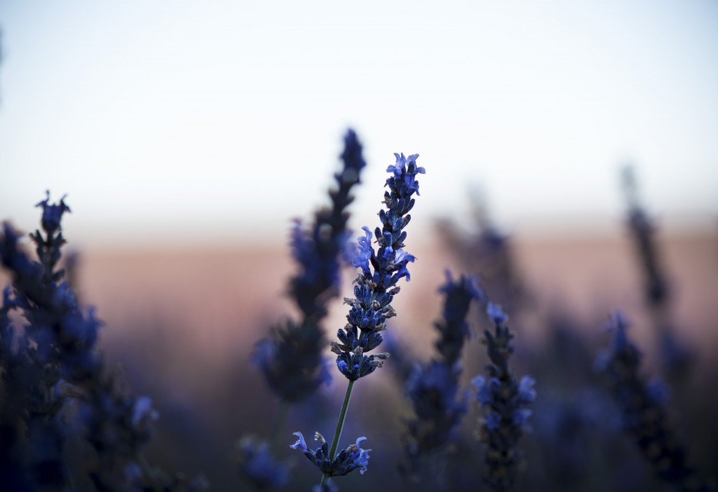 lavanda fiore